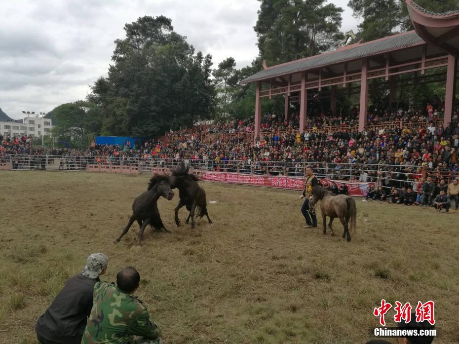 蒙鸣明 摄斗马场上两匹公马正在缠斗.