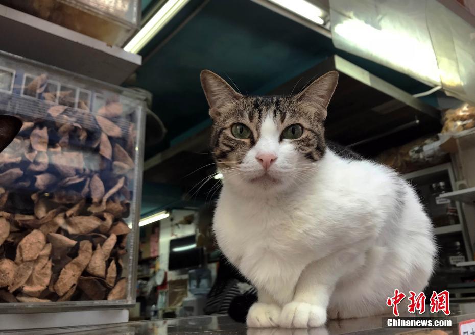走进香港上环 细味老铺情怀