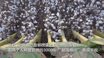 新华全媒新疆超级棉田再获丰收
