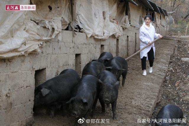 陪嫁300头猪河南95后女大学生回村养猪姐姐只要能找到对象