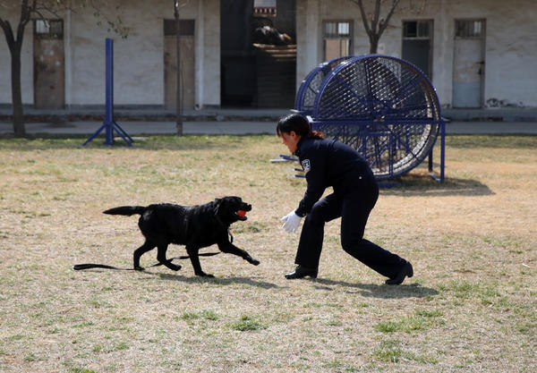 爱犬却不能养犬,带犬女民警的苦乐坚守