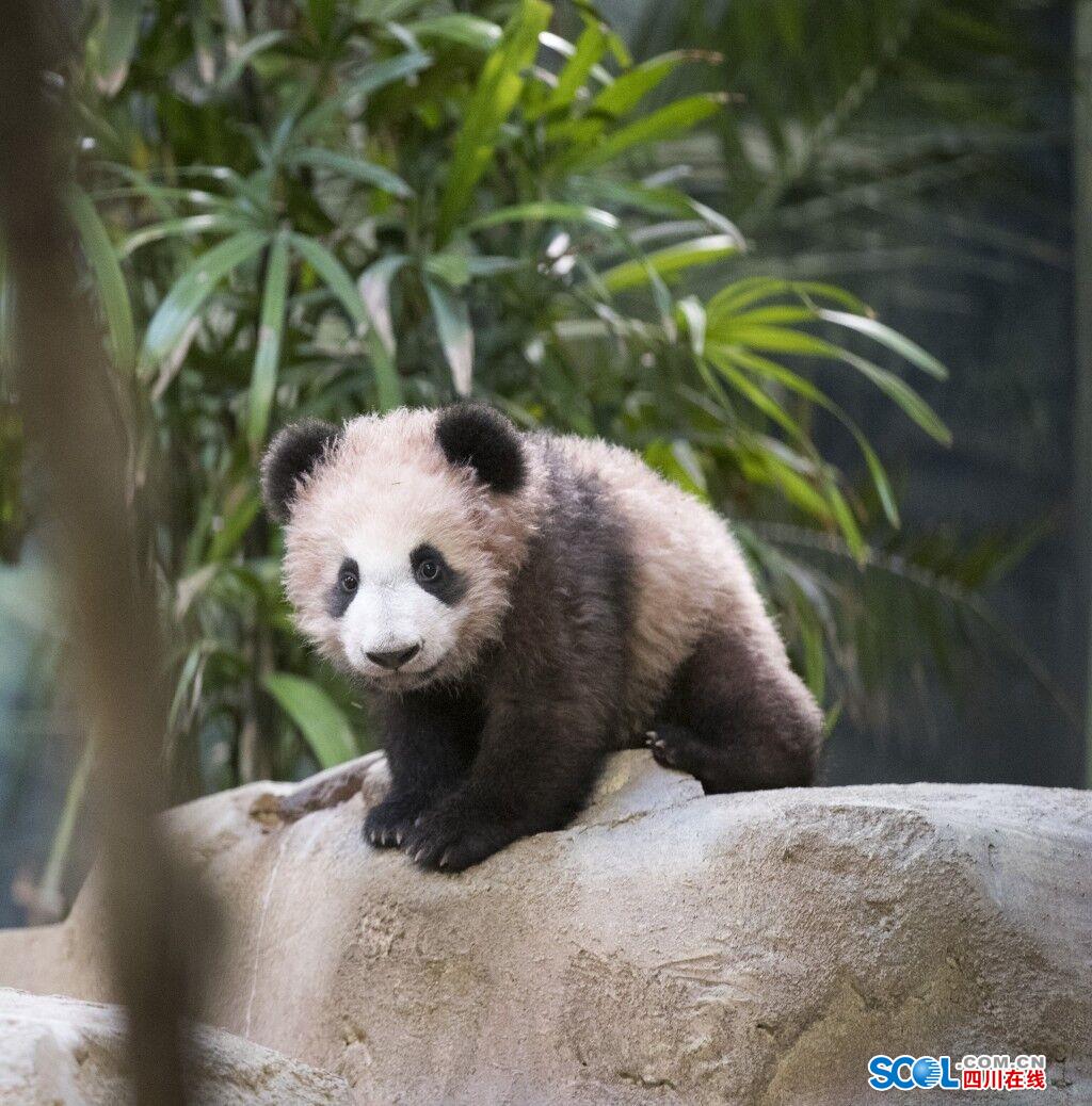 前方高能大熊猫圆梦萌图来袭不萌算我输