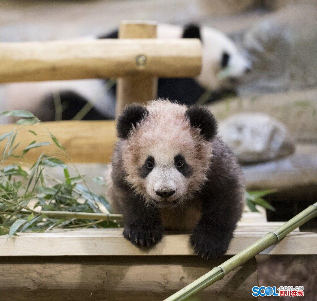 前方高能大熊猫圆梦萌图来袭不萌算我输