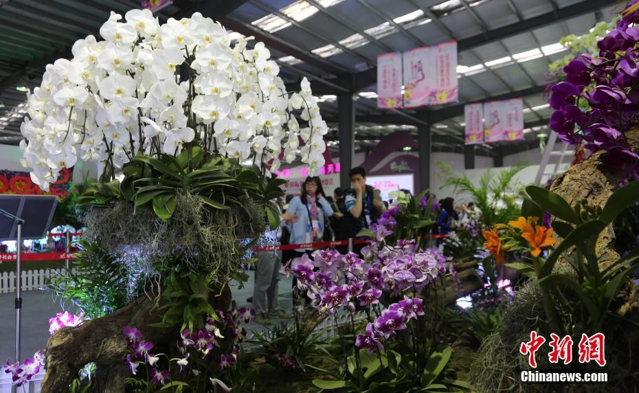 19个国家和地区6万盆(株)兰花三亚争艳