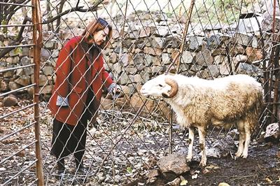 农庄里饲养有绵羊，晓雨会在夏季帮家里的羊剪毛
