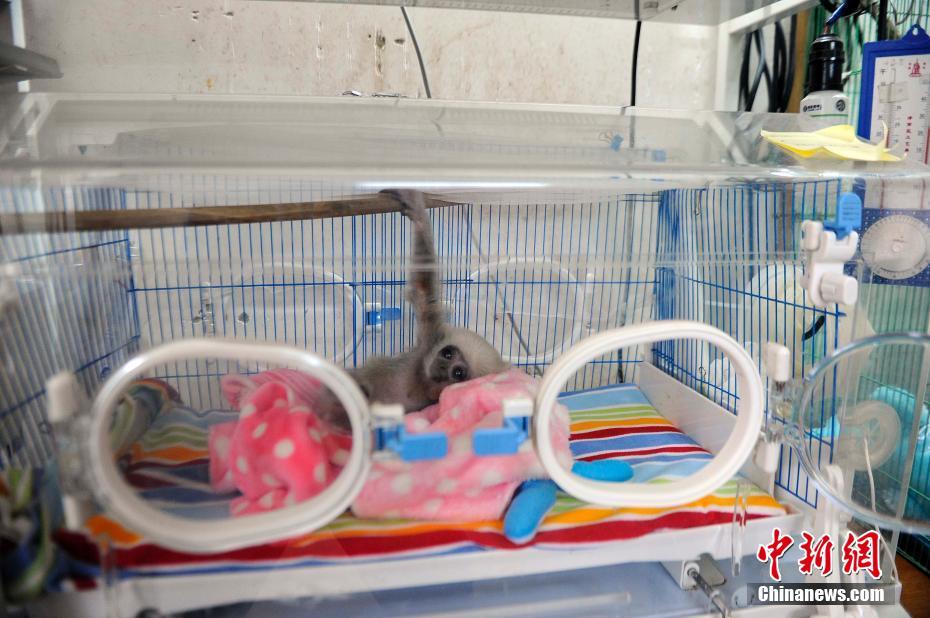 动物过冬备受呵护长臂猿宝宝住恒温育婴箱