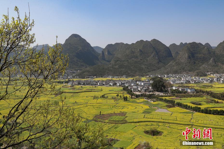 贵州兴义万峰林万亩油菜花竞相开放 -大河网