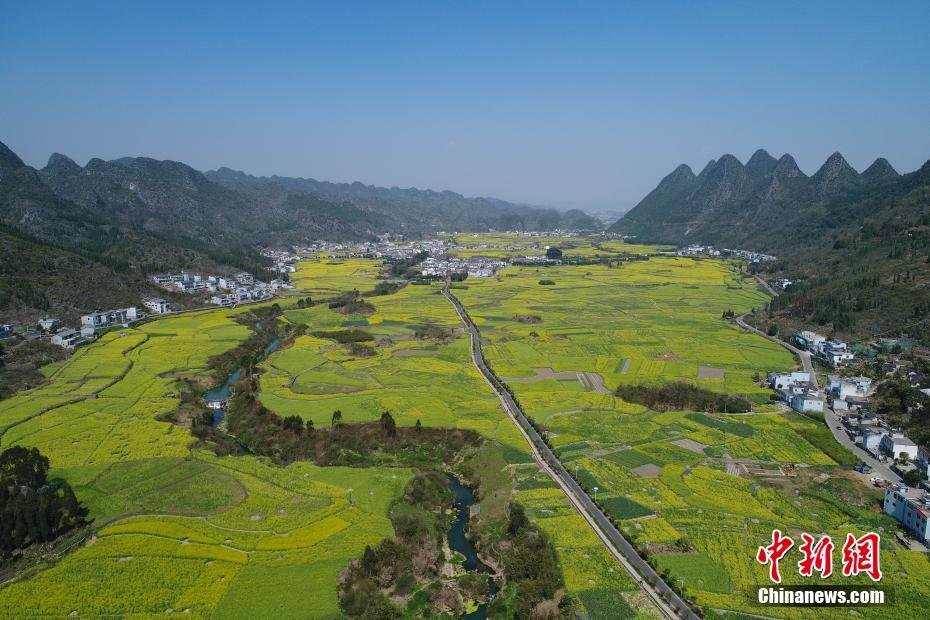 贵州兴义万峰林万亩油菜花竞相开放 -大河网