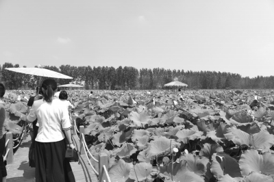 平舆 农村有看点 农业大发展