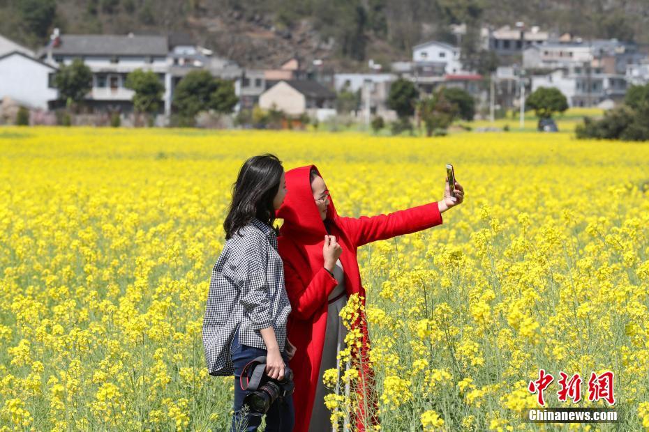 贵州兴义万峰林万亩油菜花竞相开放 -大河网