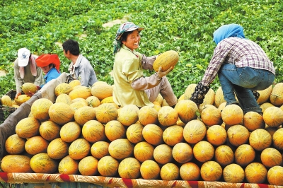 為了那哈密瓜更加香甜——來(lái)自河南援疆一線的報(bào)告