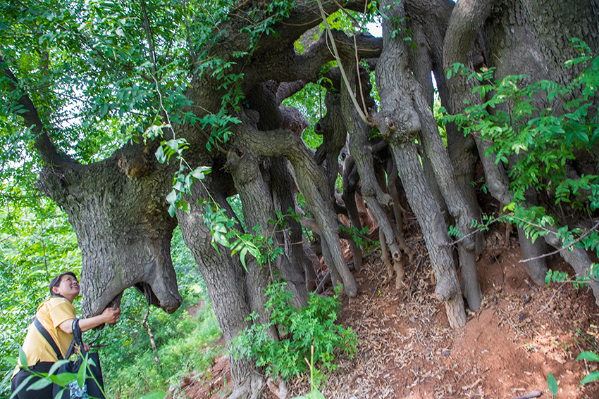奇观!义马一棵皂角树长了很多腿,步履蹒跚走了500多年
