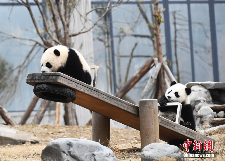 大熊猫宝宝在玩跷跷板.安源 摄大熊猫宝宝在玩耍.