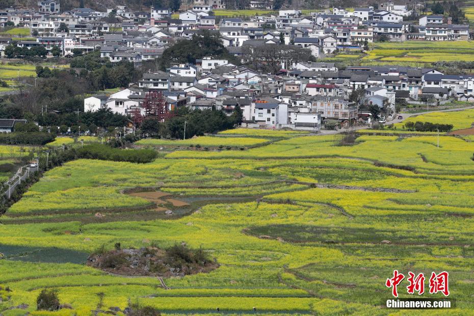 贵州兴义万峰林万亩油菜花竞相开放 -大河网