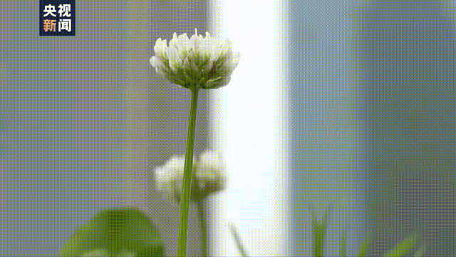 「」虽然错过了大半个春天，但很多人说，他们听见了花开的声音