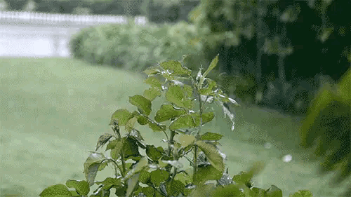 黄河|一雨成秋！黄河以南有中到大雨，局部暴雨，气温骤降6-8℃！