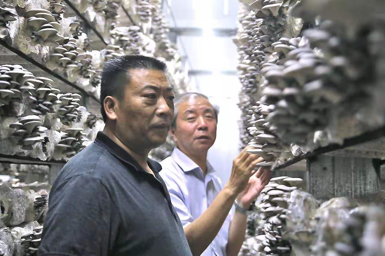 "该公司负责人孙伟增笑着说,如今工厂里生产的平菇供不应求,早早地就