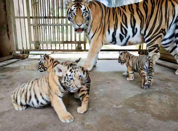 Five Newborn Siberian Tigers Make Public 