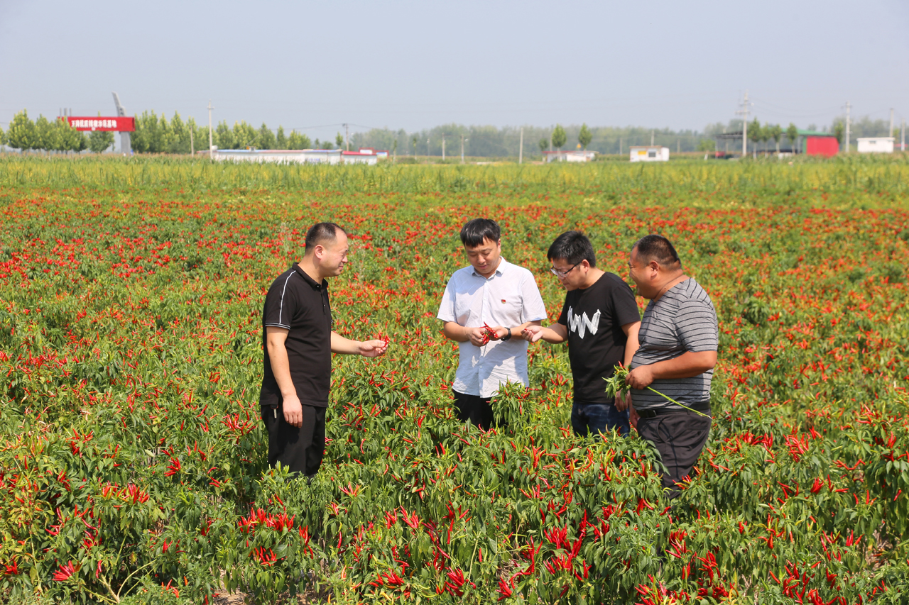 临颍县王岗镇小辣椒红红火火