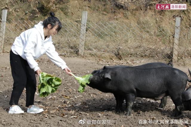 河南95后女大学生回村养猪 姐姐:只要能找到对象陪嫁300只猪