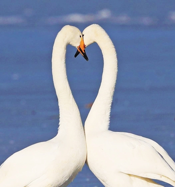 比翼双飞 任江摄影天鹅与城市和谐共处 任江摄影