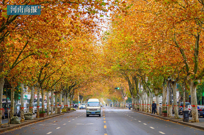 美炸了！郑州街头落叶被拍成大片