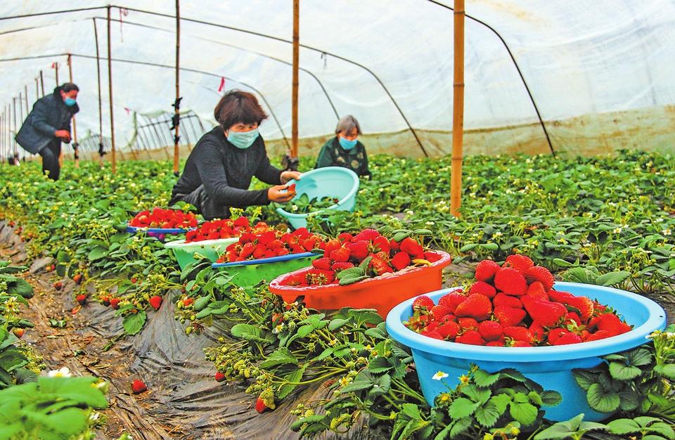 草莓种植大棚投资多少钱(无土栽培大棚全套设备多少钱)