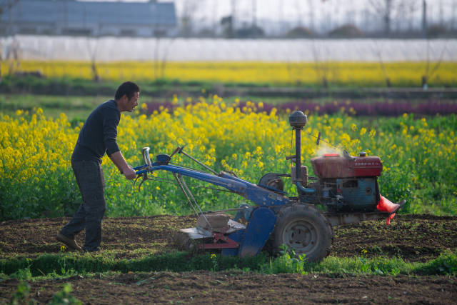 [武汉生活]武汉花农开始复耕：最高兴是看到花开