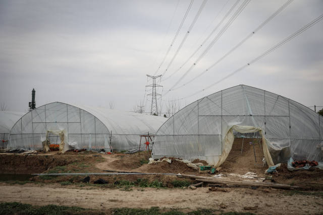 [武汉生活]武汉花农开始复耕：最高兴是看到花开