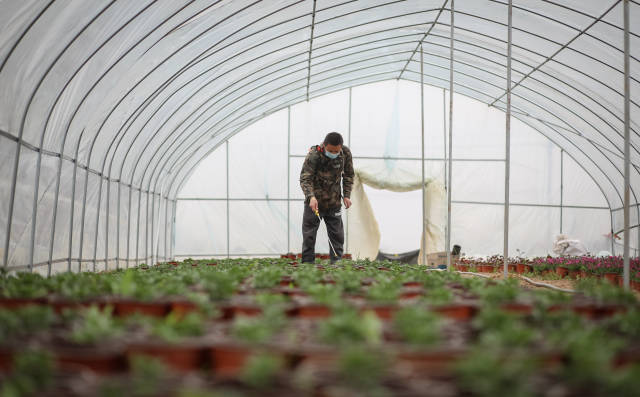[武汉生活]武汉花农开始复耕：最高兴是看到花开