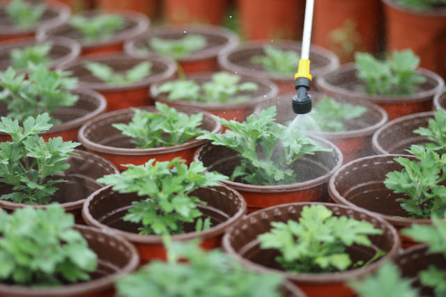 [武汉生活]武汉花农开始复耕：最高兴是看到花开