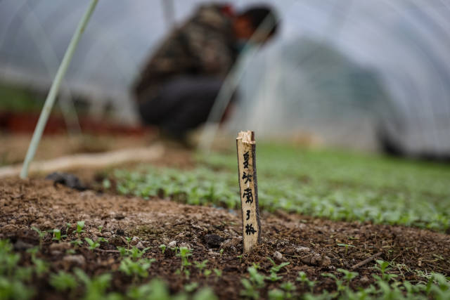 [武汉生活]武汉花农开始复耕：最高兴是看到花开