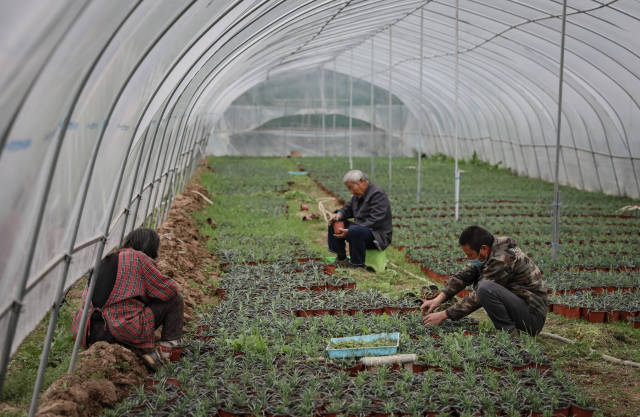 [武汉生活]武汉花农开始复耕：最高兴是看到花开