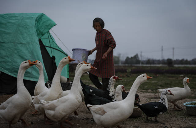 [武汉生活]武汉花农开始复耕：最高兴是看到花开