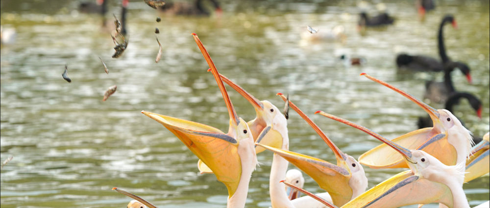 『』听，春天的声音！