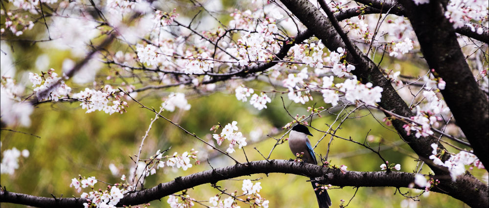 『』听，春天的声音！