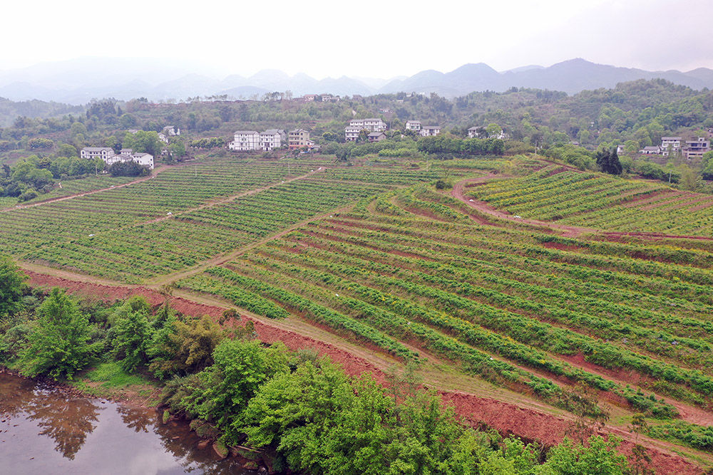 「丘陵」重庆渝北：“双十万工程”探索破解丘陵山区乡村振兴难题