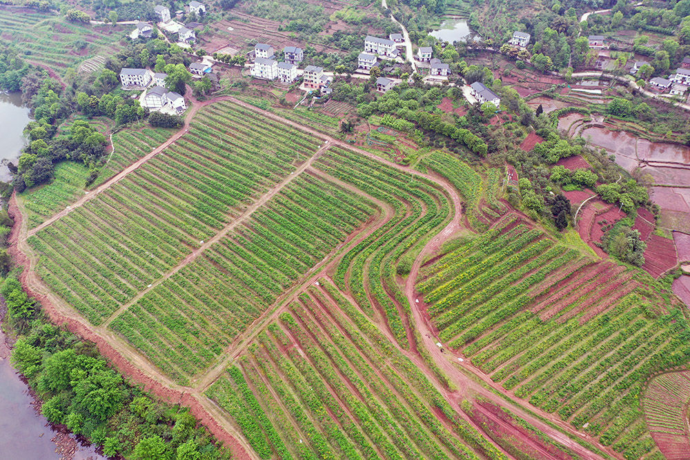 「丘陵」重庆渝北：“双十万工程”探索破解丘陵山区乡村振兴难题