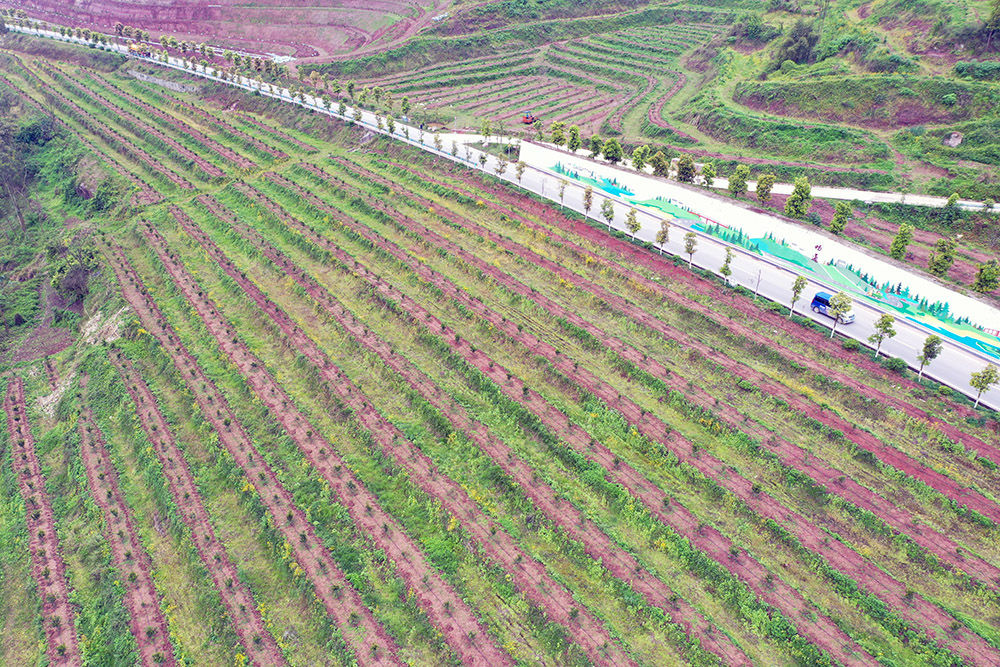 「丘陵」重庆渝北：“双十万工程”探索破解丘陵山区乡村振兴难题