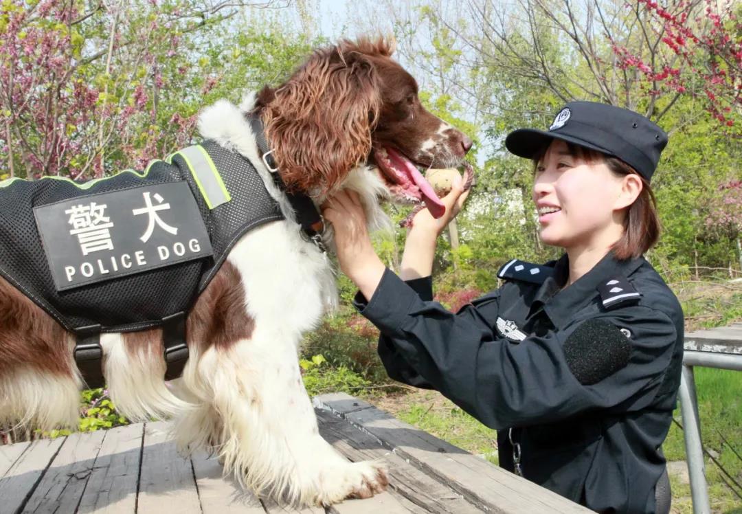 [警犬]探秘女驯犬员的生活：她是警犬巴蒂最信任的“妈妈”