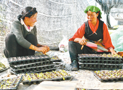 「蔬菜」种上绿叶菜 日子更红火（科技视点·科技扶贫 我们在行动⑦）