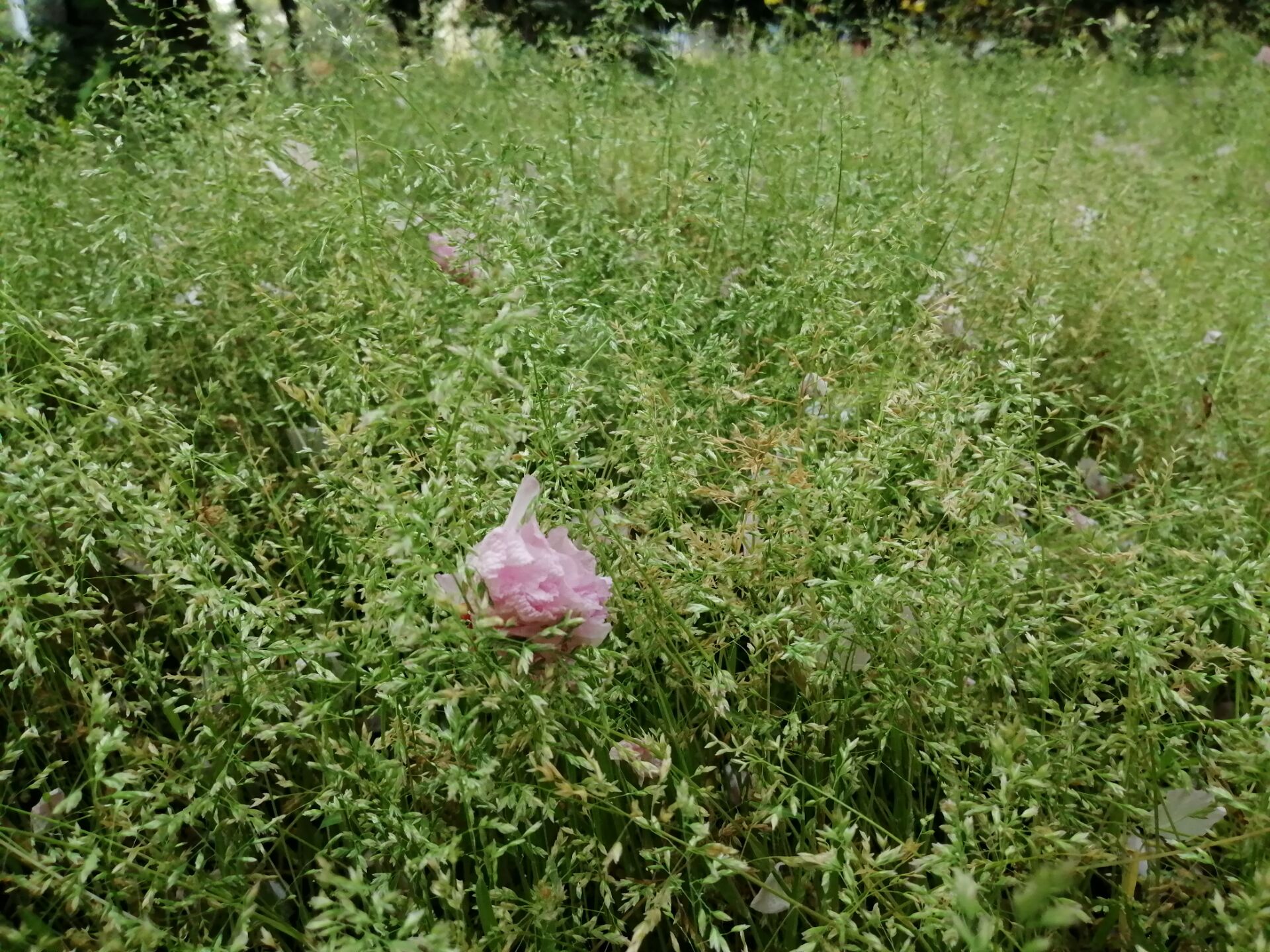 #冷空气#升温再升温！初夏的感觉浮现，河南本周还有一股冷空气
