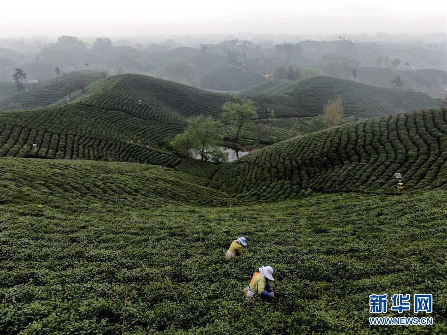 大别山■复苏，从一片茶叶开始——河南大别山区经济见闻