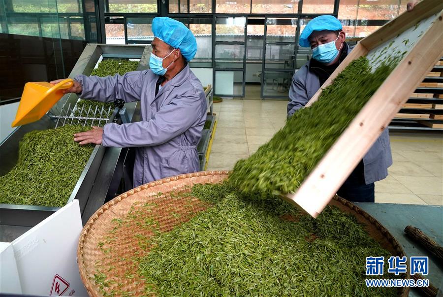 大别山■复苏，从一片茶叶开始——河南大别山区经济见闻