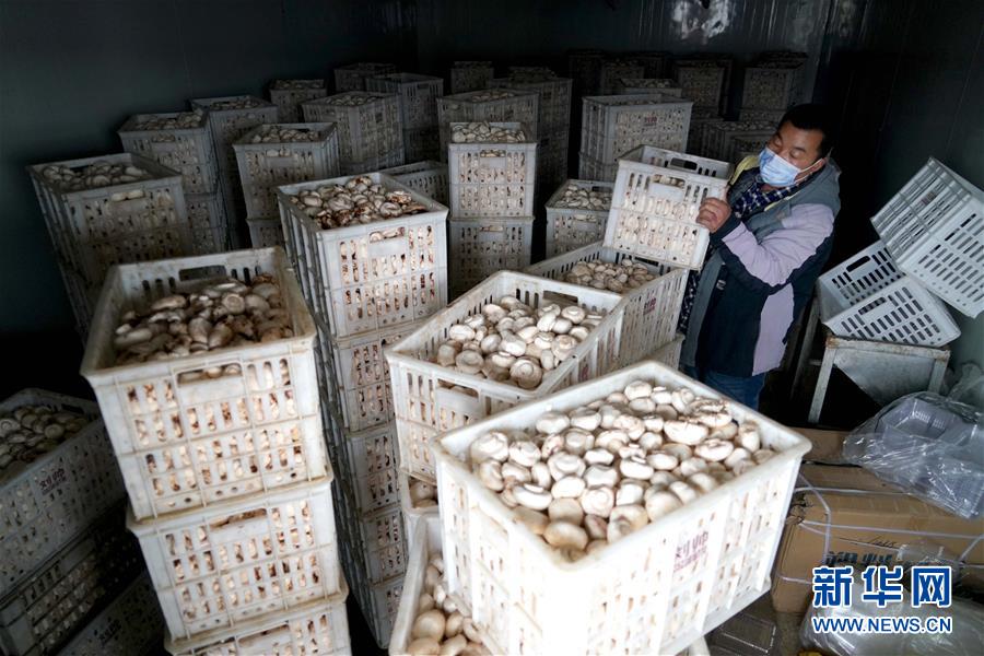 大别山■复苏，从一片茶叶开始——河南大别山区经济见闻