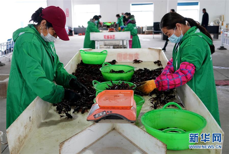 大别山■复苏，从一片茶叶开始——河南大别山区经济见闻