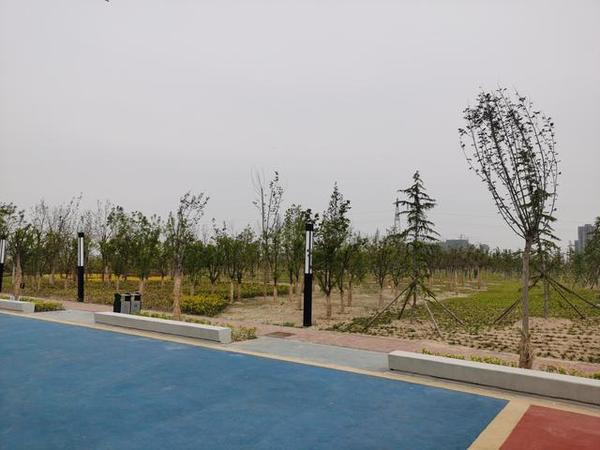 “300米见绿，500米见园”郑州将新建多个月季主题公园！