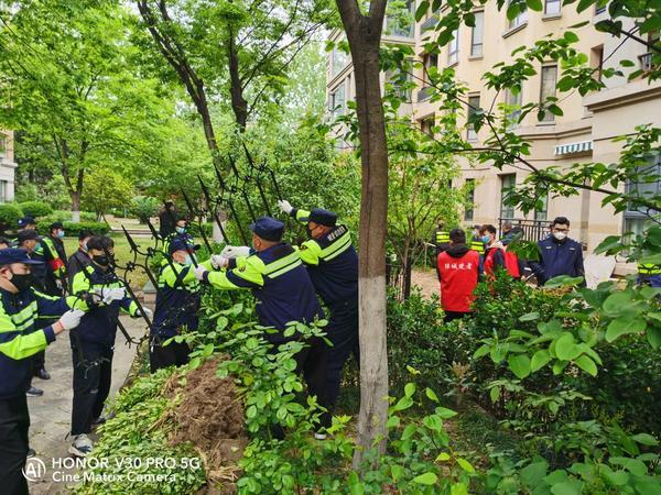 【冬青】绿植不见铁篱笆围院，居民怒；铁篱笆拆了冬青栽上，业主喜