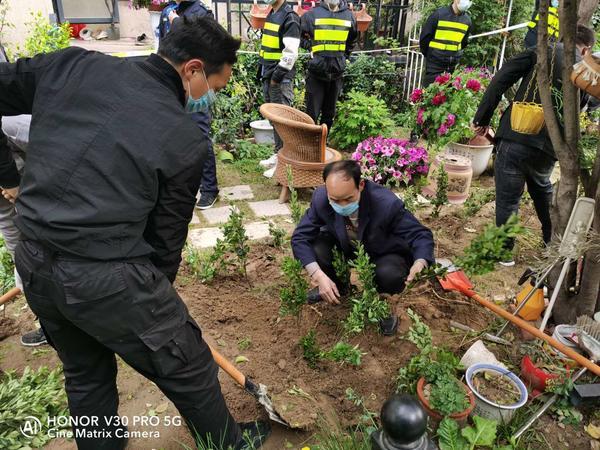 【冬青】绿植不见铁篱笆围院，居民怒；铁篱笆拆了冬青栽上，业主喜