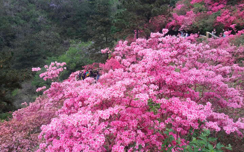 杜鹃■花开疫正散，鲁山邀您看杜鹃